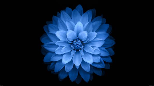 blue flower, flowers, black, simple background, nature, blue flowers, HD wallpaper
