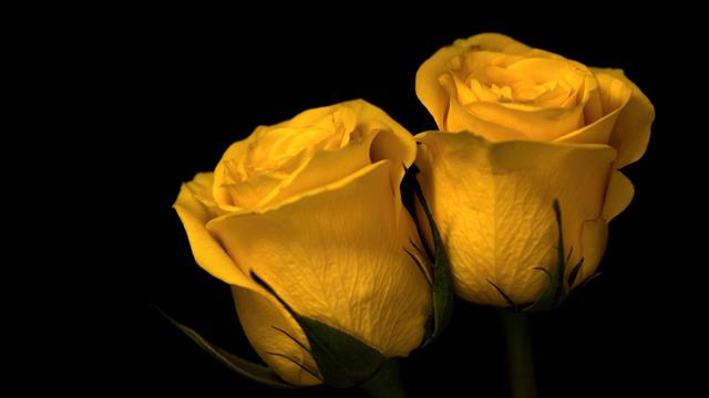 two yellow roses, nature, plants, flowers, macro, depth of field, HD wallpaper