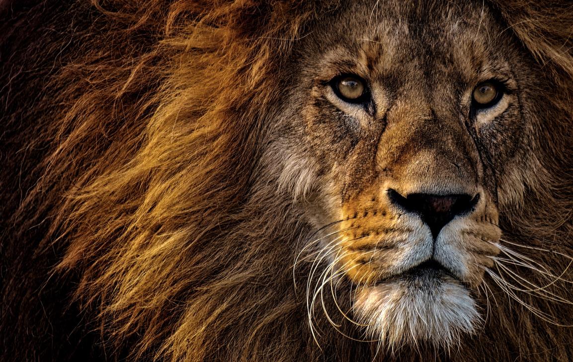 lion, predator, king of animals, mane, muzzle, eyes, feline, cat, HD wallpaper