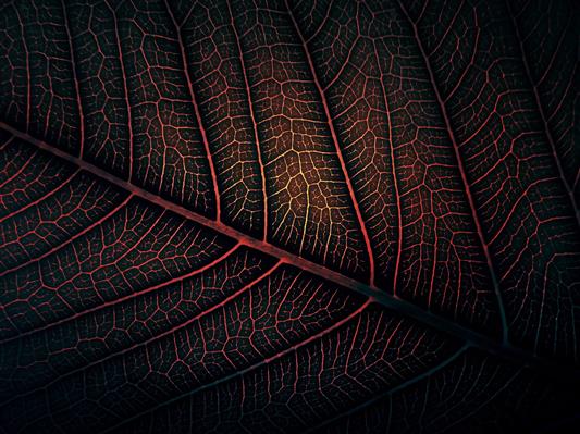 red leaf, macro photography of red and black leaf, leaves, minimalism, HD wallpaper