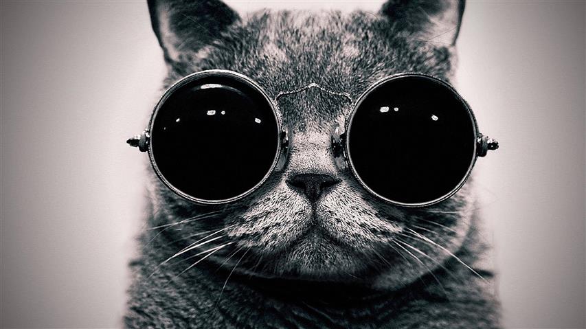 cat wearing round sunglasses in grayscale photography, black, HD wallpaper