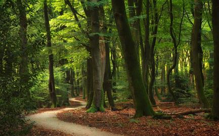 road between green leaf trees, nature, forest, landscape, path, HD wallpaper