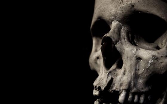 human skull, bones, human skeleton, human bone, human body part, HD wallpaper