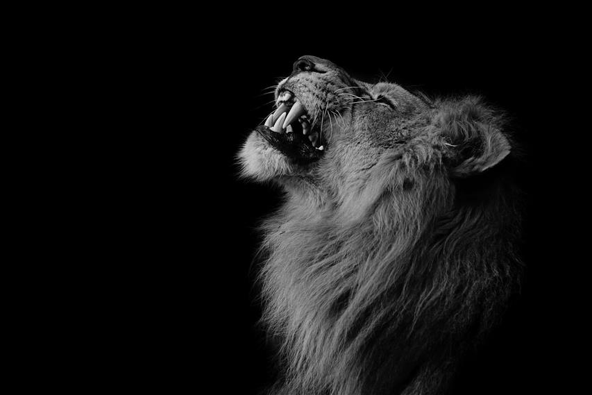 lion, photography, animals, one animal, mammal, black background, HD wallpaper