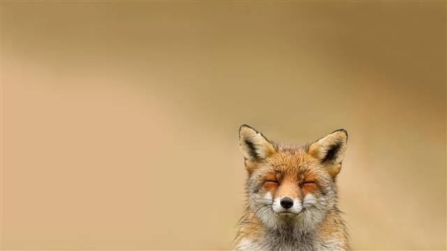 red fox, animals, smiling, simple background, nature, one animal, HD wallpaper