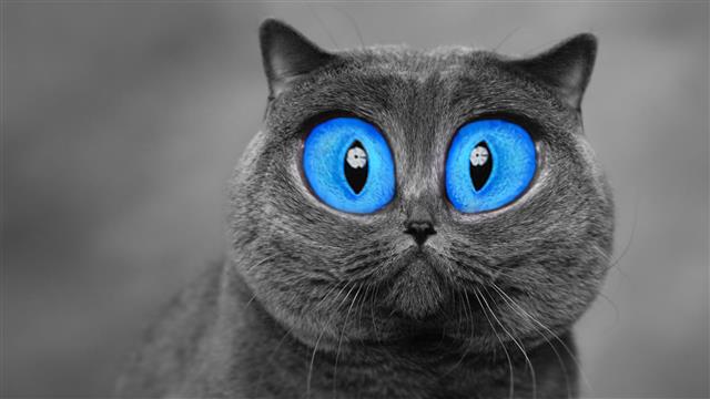 short-haired gray cat, blue eyes, animals, digital art, selective coloring, HD wallpaper
