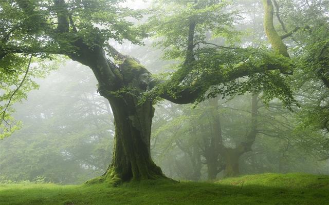 green tree, nature, forest, trees, landscape, mist, plant, beauty in nature, HD wallpaper