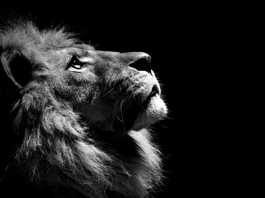 Animal, Lion, Black And White, Photography, Dark Background, HD wallpaper