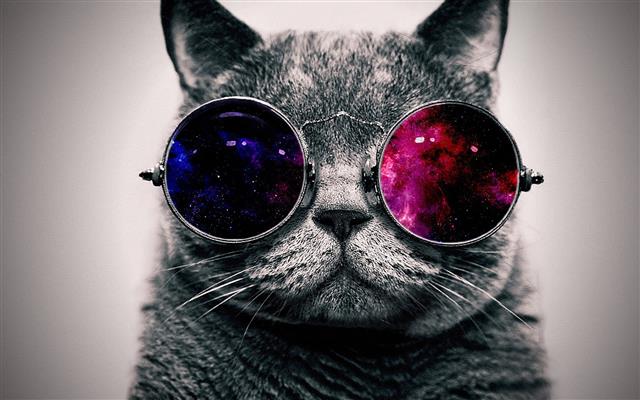 cat, glasses, digital art, abstract, selective coloring, animals, HD wallpaper