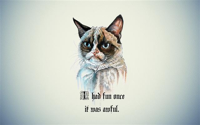 white background with text overlay, Grumpy Cat, quote, cartoon, HD wallpaper