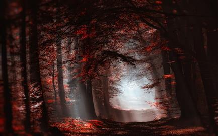 red forest painting, red leafed trees, landscape, nature, atmosphere, HD wallpaper