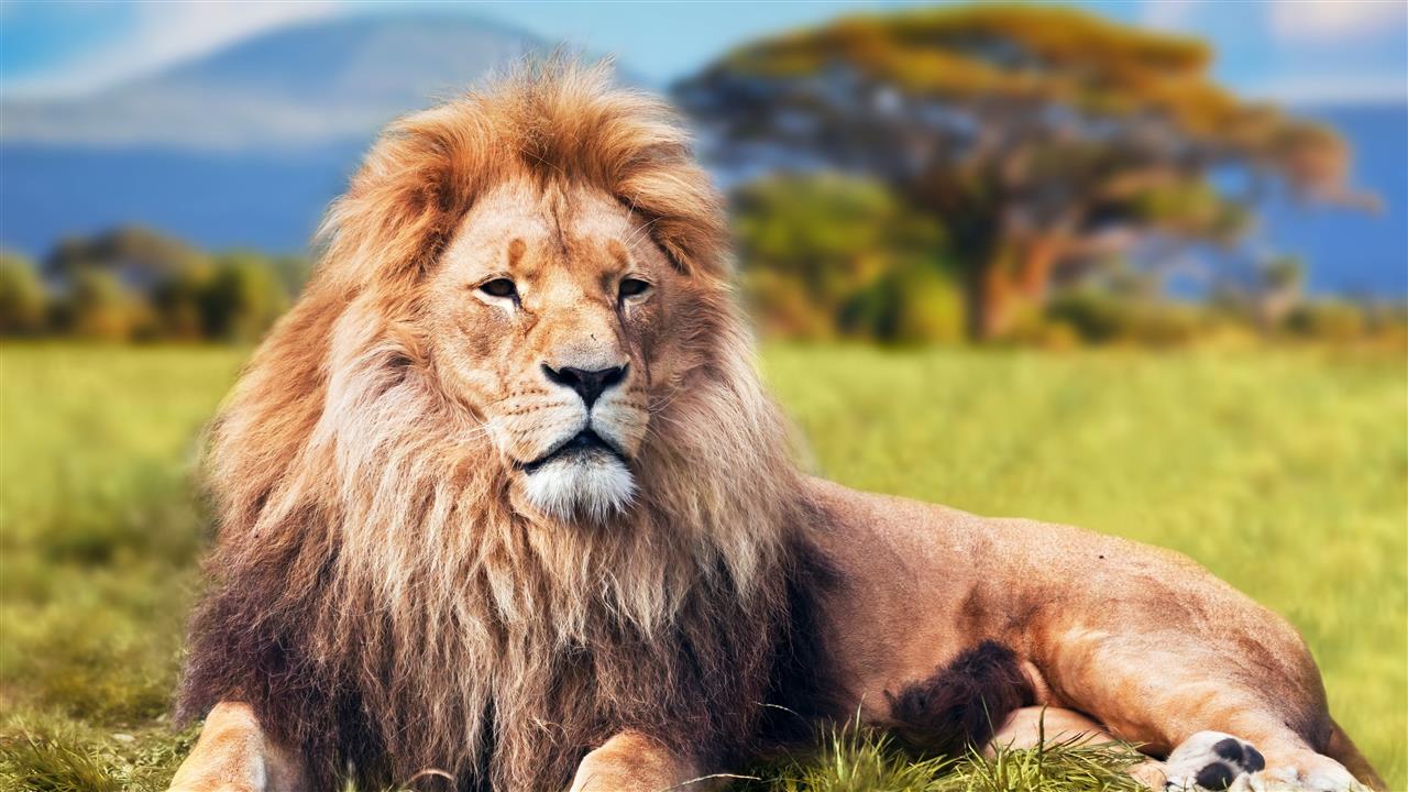 brown lion, animals, lion - Feline, wildlife, carnivore, safari Animals, HD wallpaper