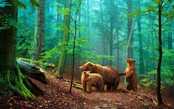 three grizzly bears in forest digital wallpaper, animals, tree, HD wallpaper