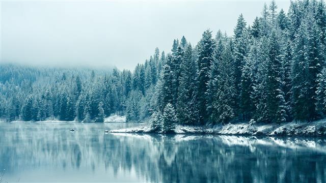 green pine trees and body of water, green pine trees beside body of water, HD wallpaper