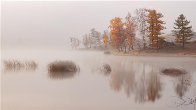 body of water beside trees, nature, landscape, lake, mist, morning, HD wallpaper