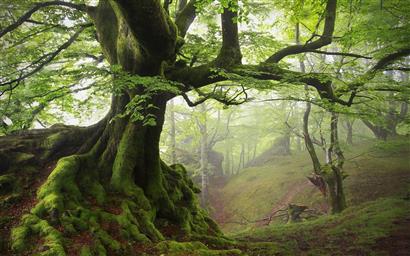 green leafed tree, landscape, nature, moss, spring, forest, mist, HD wallpaper
