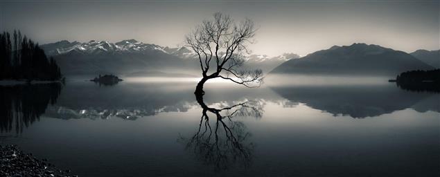 silhouette of bare tree on body of water near mountain at daytime, HD wallpaper