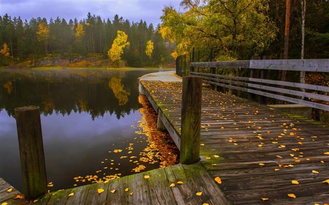 brown wooden lake dock, brown and gray wooden pier beside body of water surrounded by yellow leaf tree, HD wallpaper