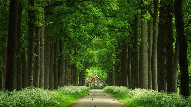green tall trees, gray concrete pathway between green trees towards brown house at daytime, HD wallpaper