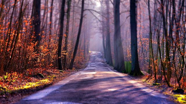 tree trunks, gray concrete road between brown trees, nature, landscape, HD wallpaper
