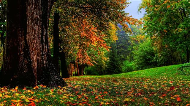 yellow, brown, and green leafed tree, green leaf trees during daytime, HD wallpaper