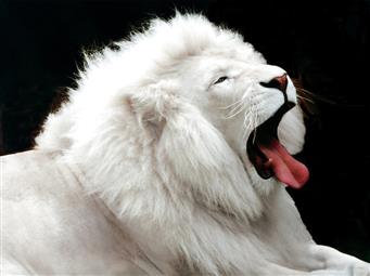 Albino lion, animals, tongues, white, black background, one animal, HD wallpaper