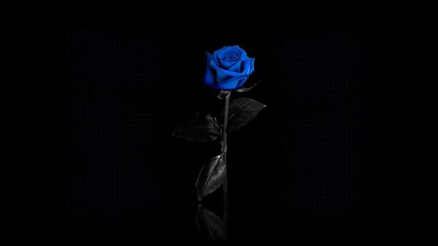 blue rose, flowers, minimalism, selective coloring, simple background, HD wallpaper