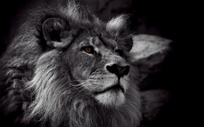 grayscale photo of lion, monochrome, animals, animal themes, mammal, HD wallpaper