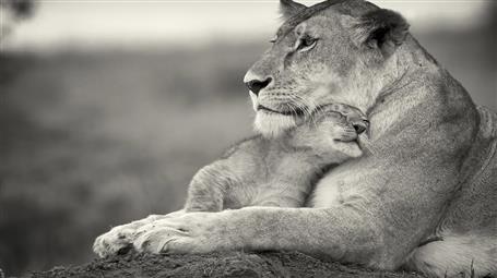 lioness and lion cub, baby animals, monochrome, gray, cuddle, HD wallpaper