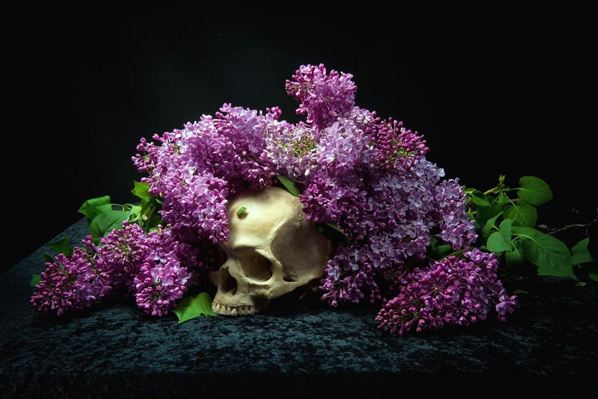 white human skull, bones, flowers, black background, flowering plant, HD wallpaper