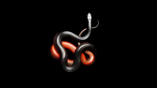 red and black snakes, dark, animals, mamba, black background, HD wallpaper