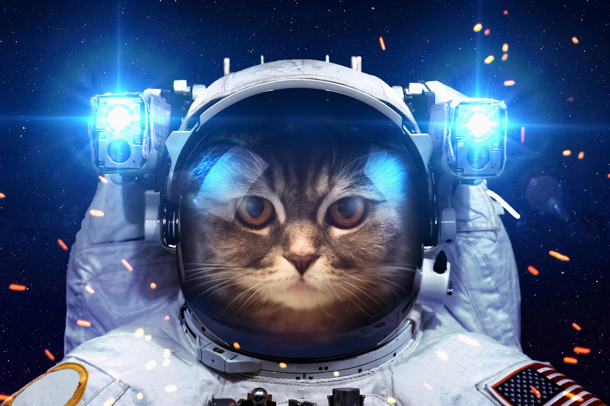 cat wearing astronaut suit, space, light, humor, the suit, lanterns, HD wallpaper