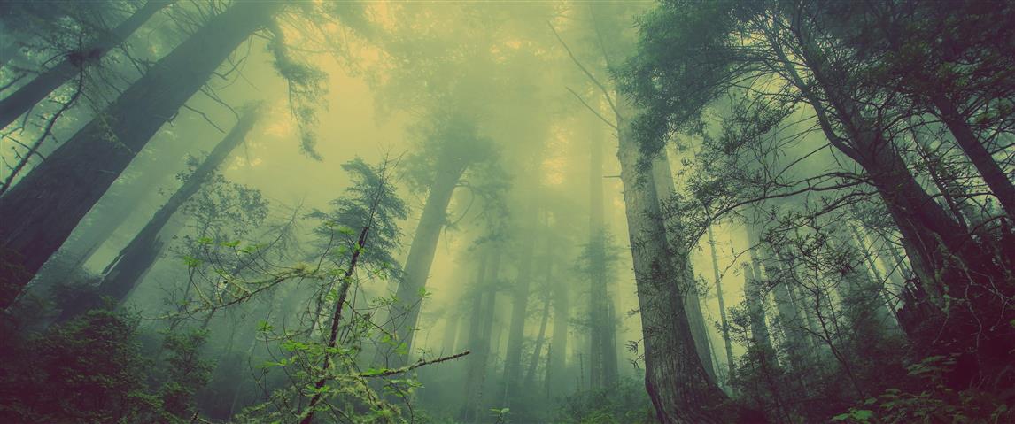 green leafed trees, landscape, forest, mist, nature, plant, beauty in nature, HD wallpaper