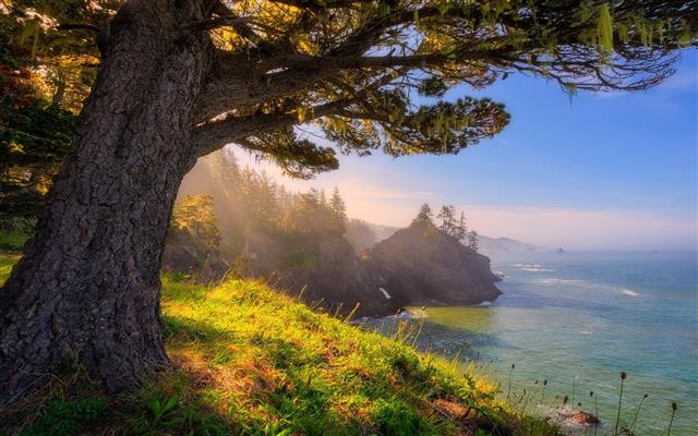 green leaf tree, nature, landscape, Oregon, sea, sunlight, coast, HD wallpaper