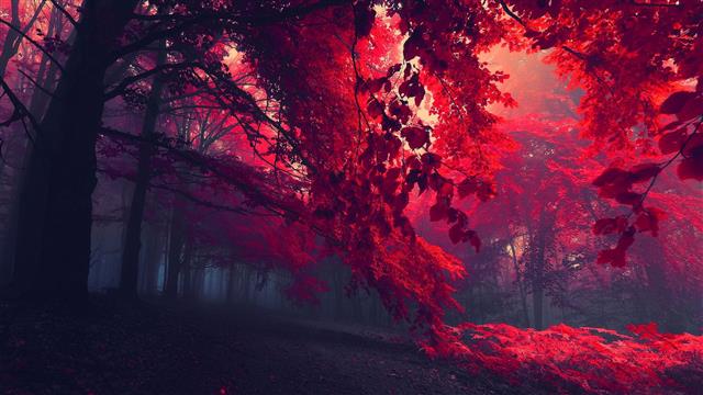 black and red trees, sun rays through red trees, dark, nature, HD wallpaper