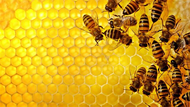yellow-and-black honey bees, pattern, texture, geometry, hexagon, HD wallpaper