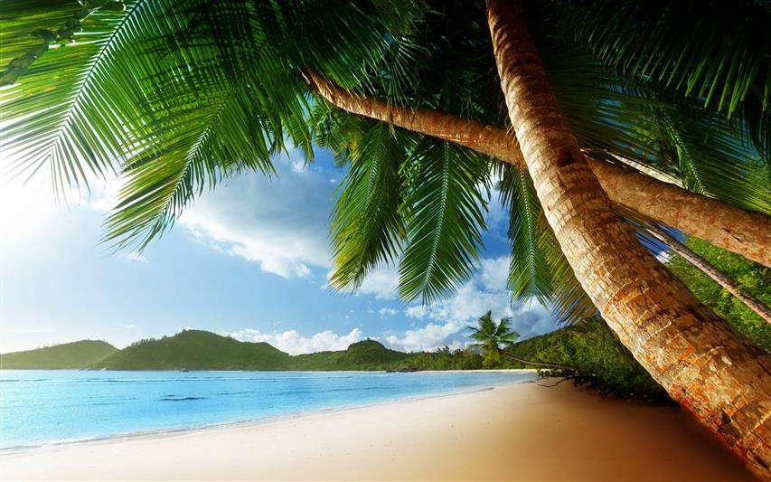 coconut tree near beach painting, sea, landscape, palm trees, HD wallpaper