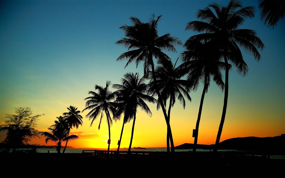Palm Trees in Sunset, coconut tree at seashore during sun rise, HD wallpaper