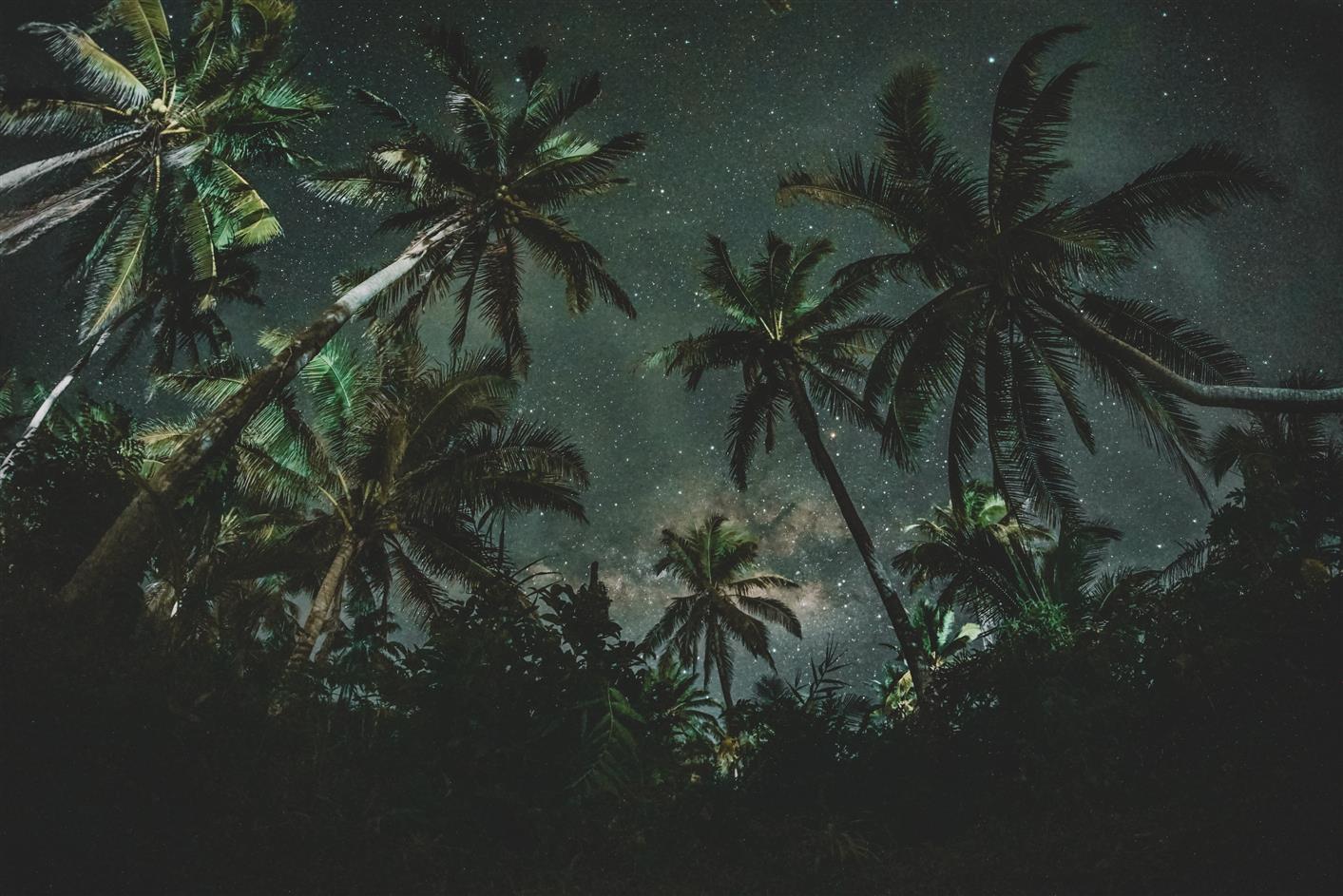 coconut trees, nature, starry night, palm trees, dark, tropical Climate, HD wallpaper