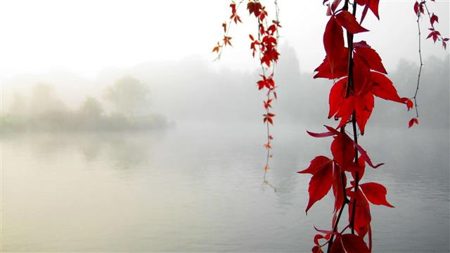red flowers, red leaf tree, water, leaves, mist, nature, fall, HD wallpaper