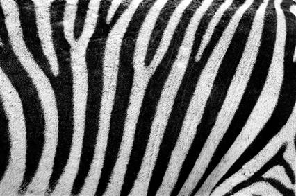 black and white area rug, abstract, animals, fur, lines, pattern, HD wallpaper