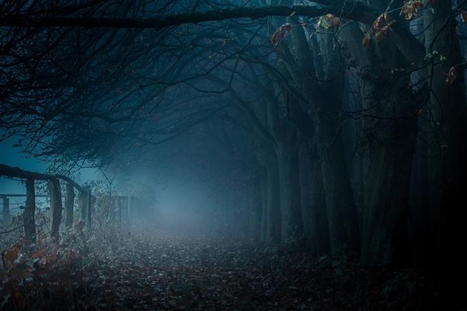 brown bare trees, dark pathway with dead trees and fog, mist, HD wallpaper