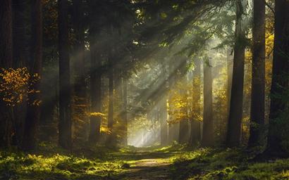 Sun Rays, Morning, Forest, Path, Mist, Nature, Landscape, HD wallpaper
