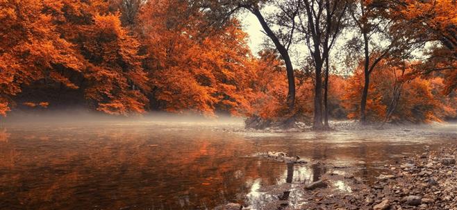 orange leafed tree, trees near body of water under white sky during daytime photogrpahy, HD wallpaper