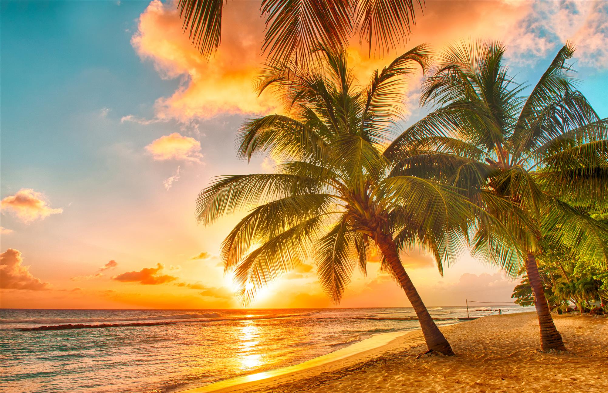 two green coconut trees, sand, sea, beach, sunset, tropics, palm trees, HD wallpaper