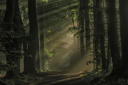 brown tree trunks, nature, landscape, mist, forest, dark, path, HD wallpaper