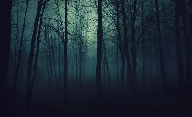 Dark Forest, forest illustration, Nature, Forests, tree, plant, HD wallpaper