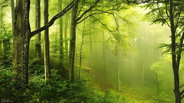 green leafed trees, stand of trees during daytime, nature, landscape, HD wallpaper
