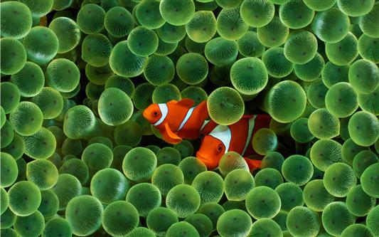 fish, sea, water, Finding Nemo, animals, clownfish, sea anemones, HD wallpaper