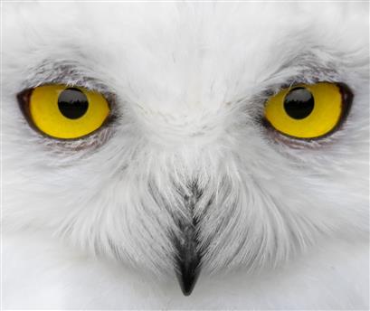 yellow Owl eyes, Look into my eyes, snowy owl, snowy owl, white, HD wallpaper